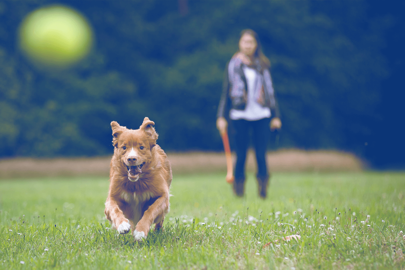 paseando a mascota con juguete